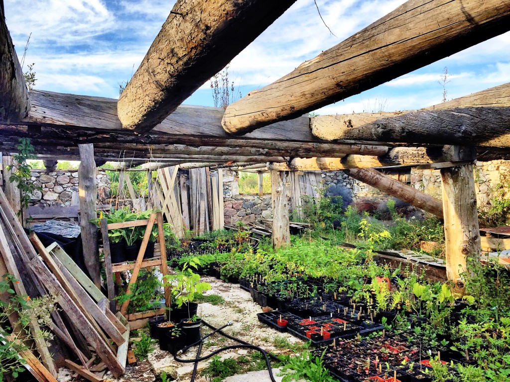 golden rocks permaculture farm